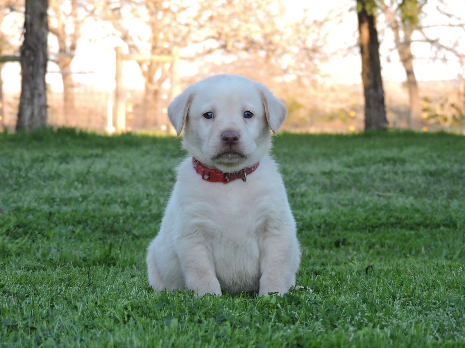 Silver Lab Puppies Kimber Champ Bones