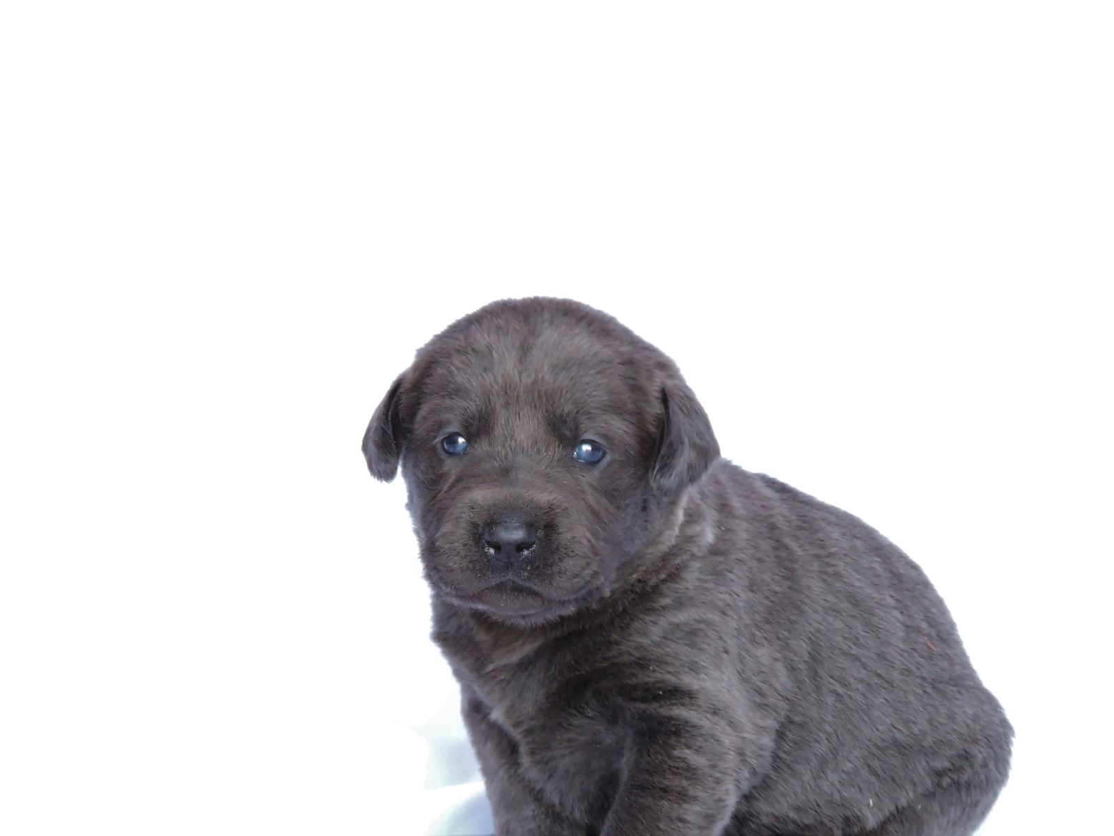 Silver lab Puppies for Sale Kimber CF