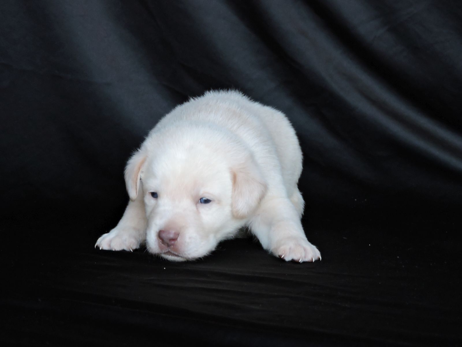 Silver lab Puppies for Sale Kimber Champ Males