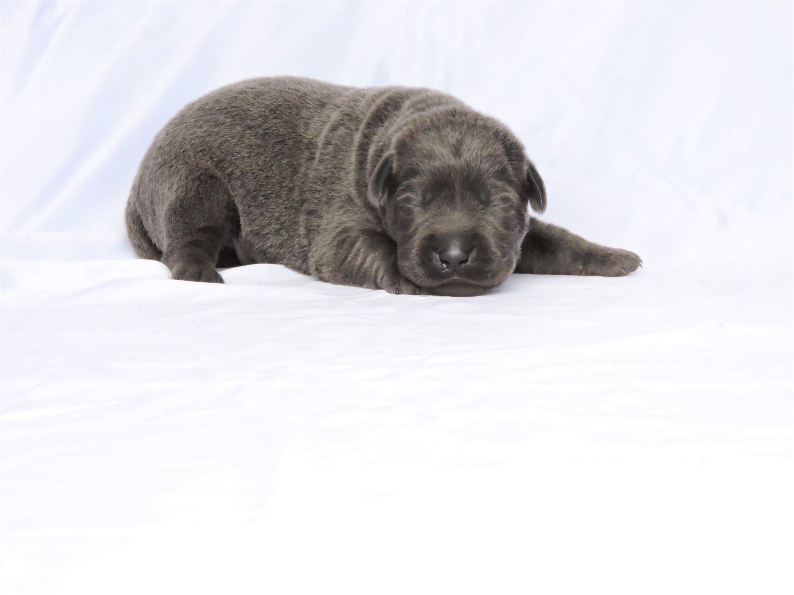 Silver Lab Puppies 002