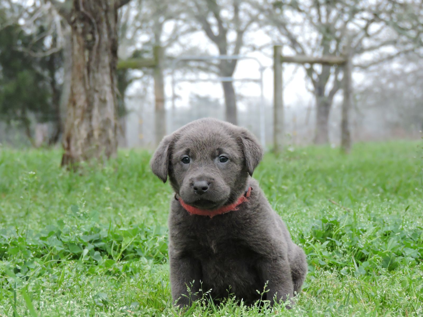 Silver Lab Puppies Karma CM Red