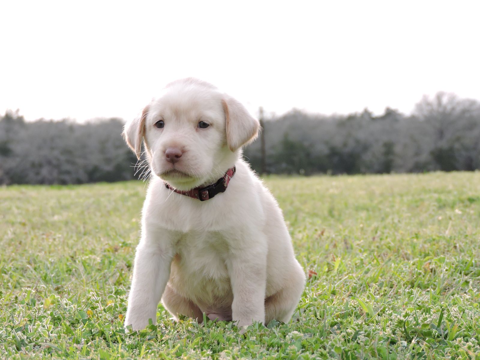 Silver Lab Puppies – Karma Champ Bones