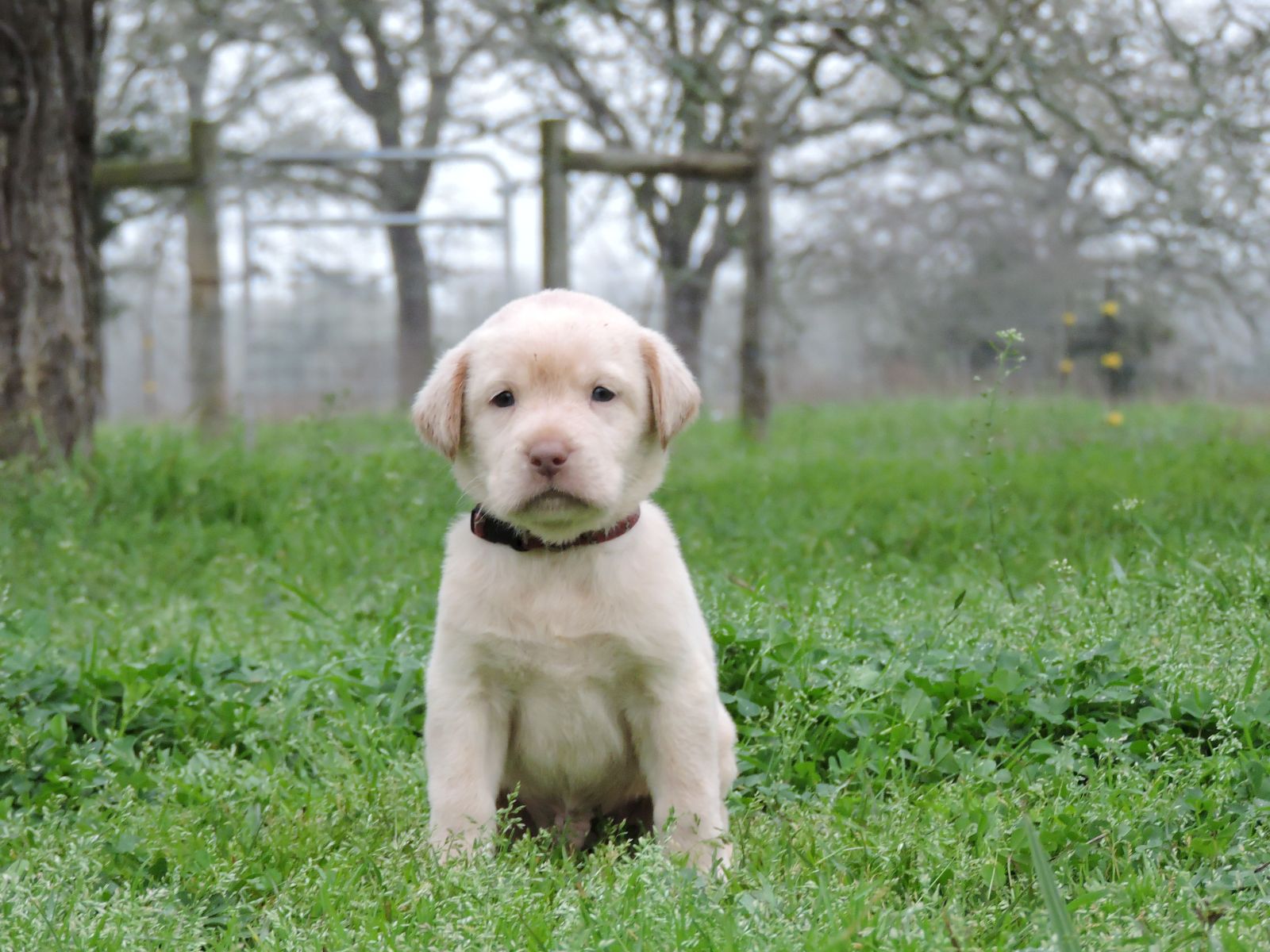 Silver Lab Puppies Karma Champ Bones
