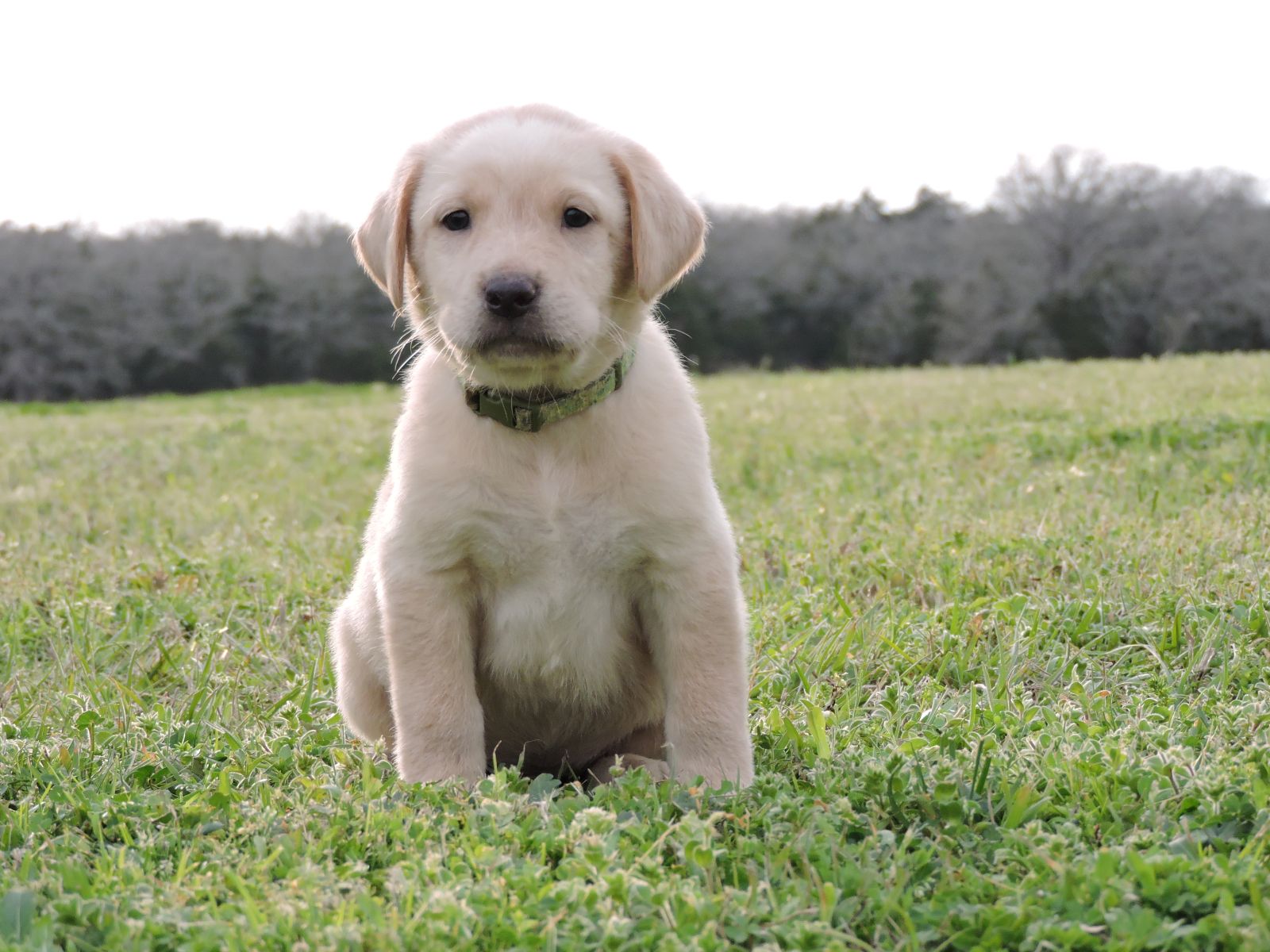 Silver Lab Puppies – Karma Champ Green