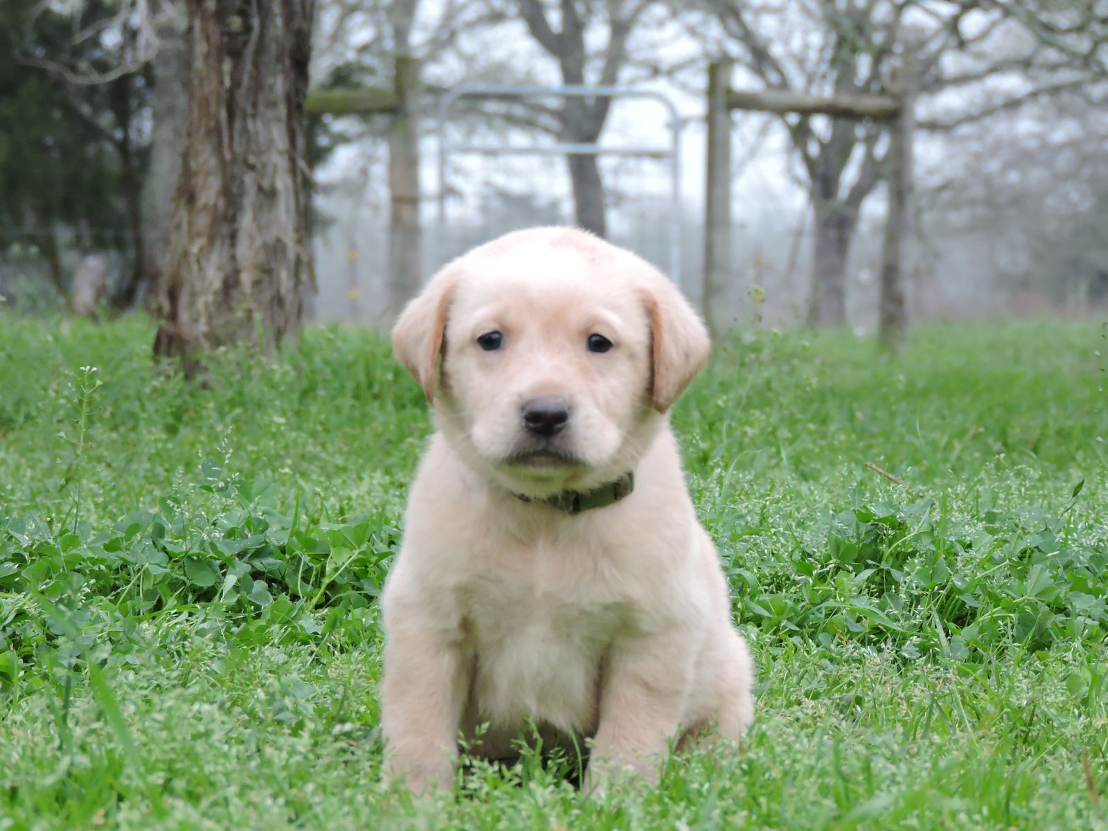 Silver Lab Puppies Karma Champ Green