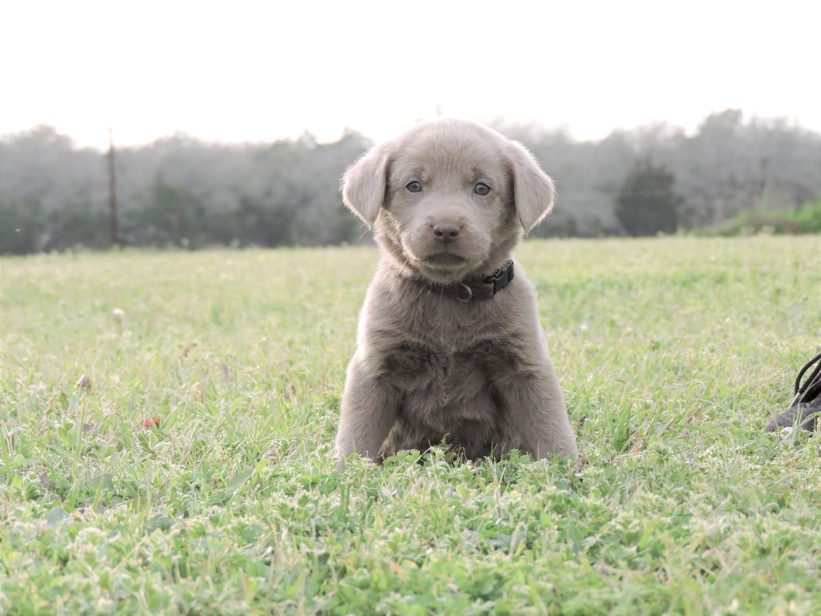 Silver Lab Puppies – Karma LSM Black