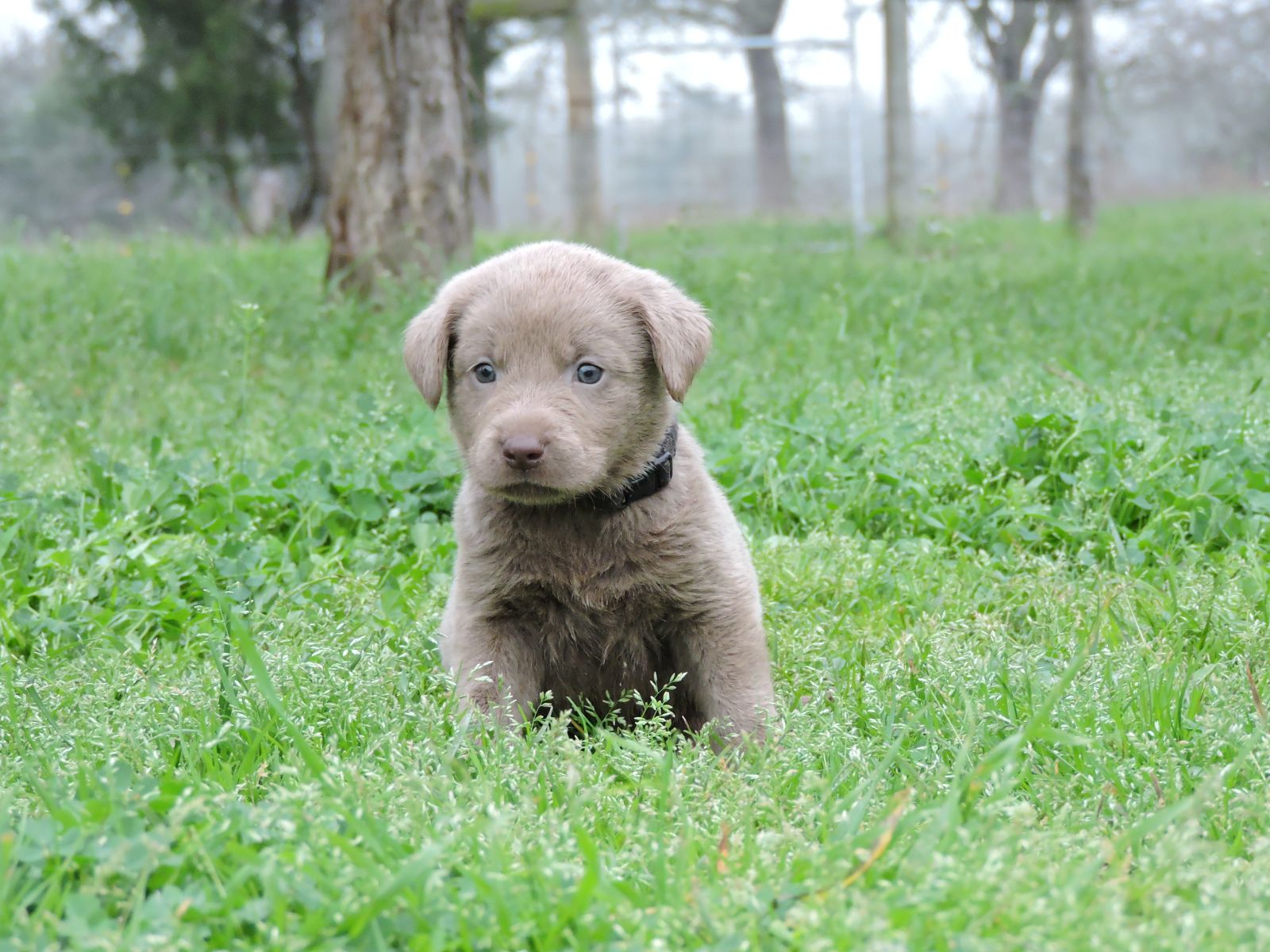 Silver Lab Puppies Karma LSM Black