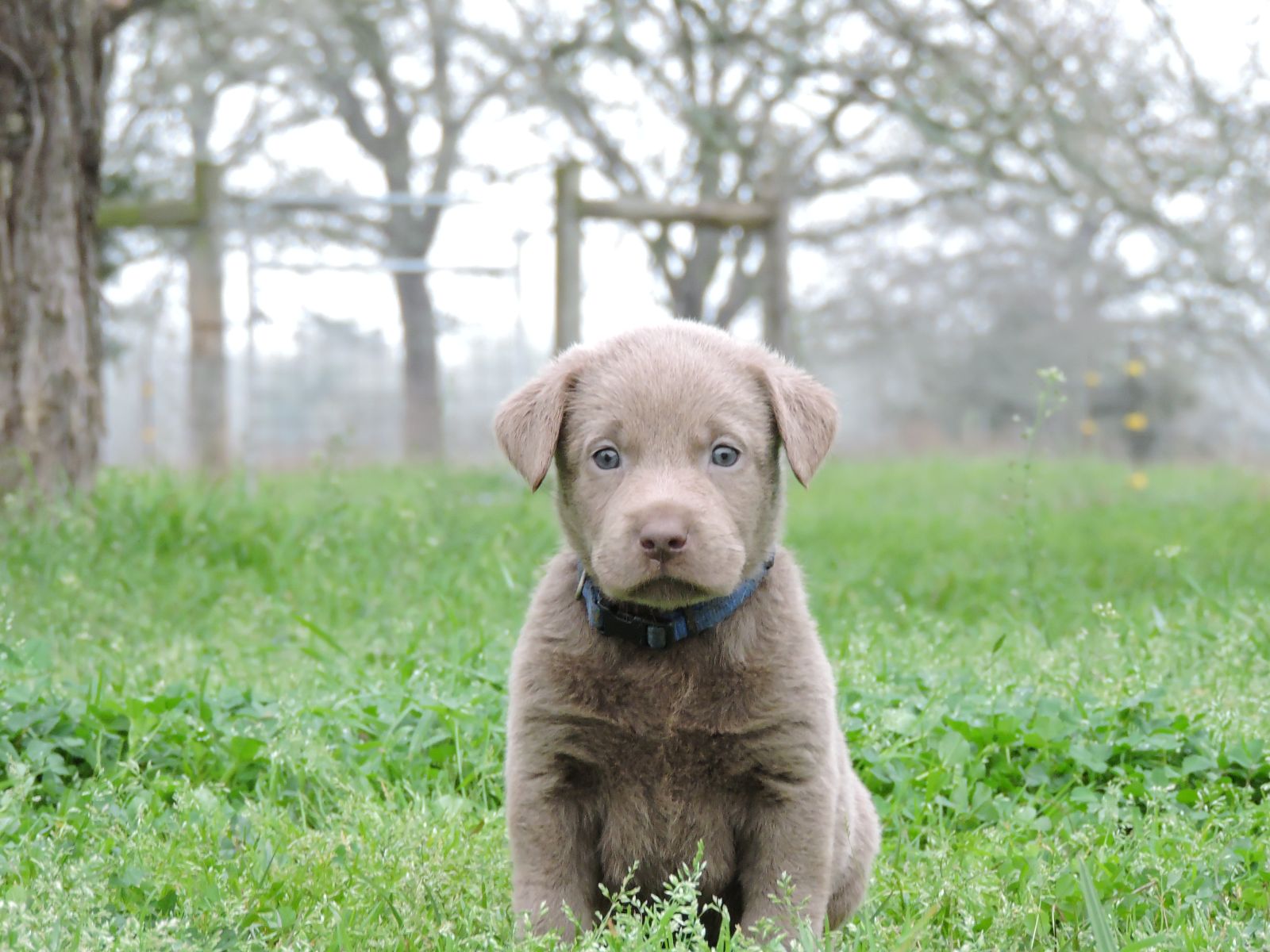 Silver Lab Puppies Karma LSM Blue