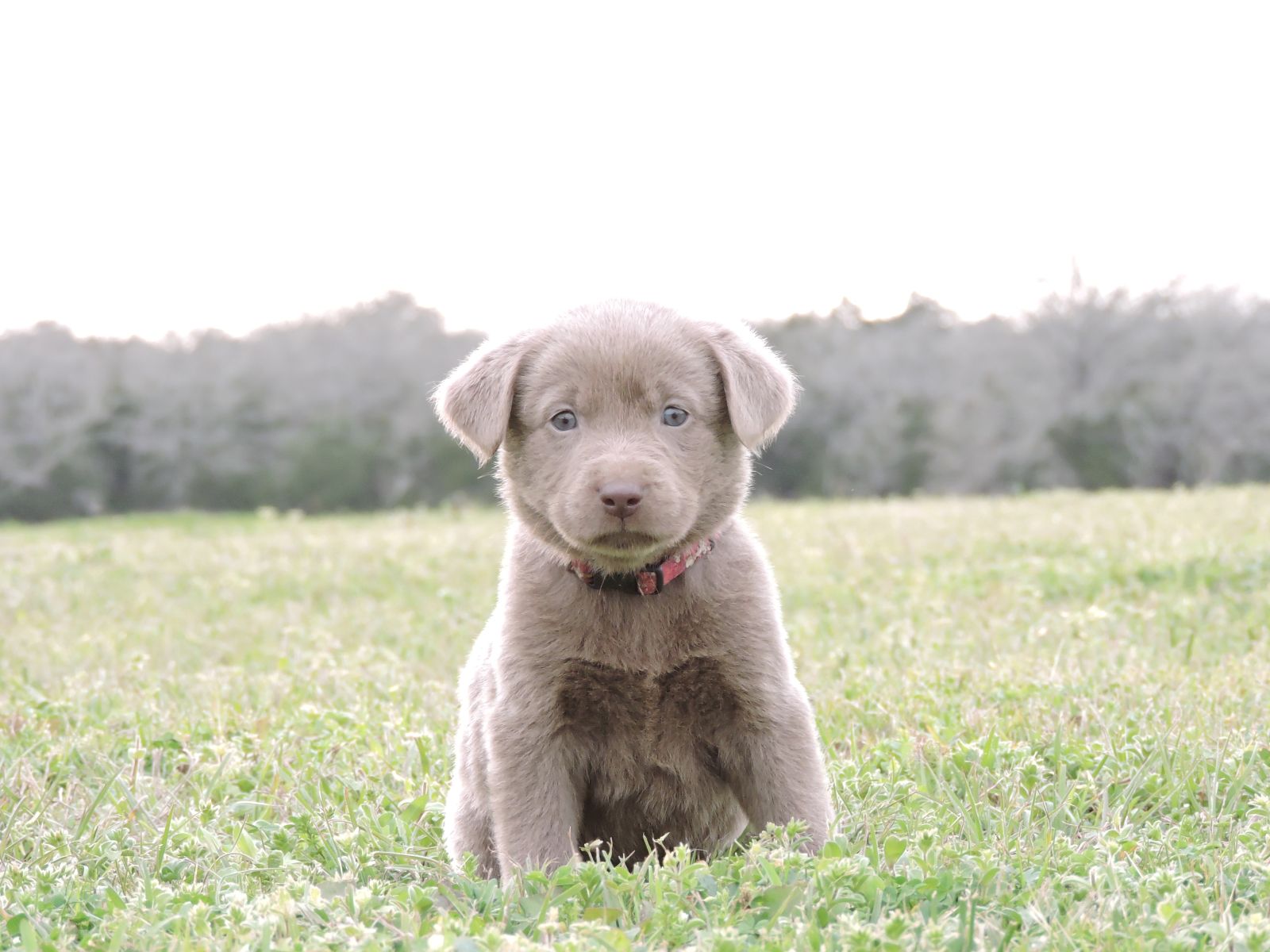 Silver Lab Puppies – Karma LSM Bones