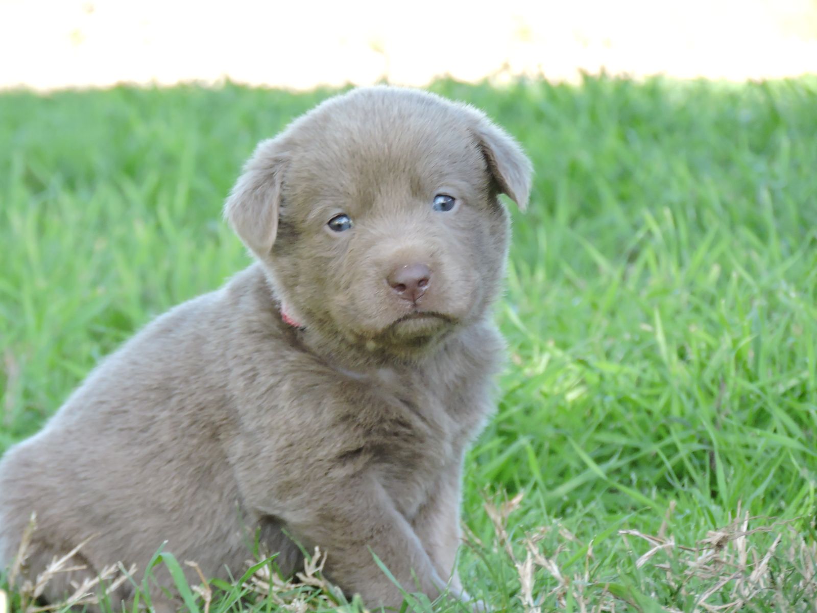 Silver Lab Puppies Karma LSM Bones