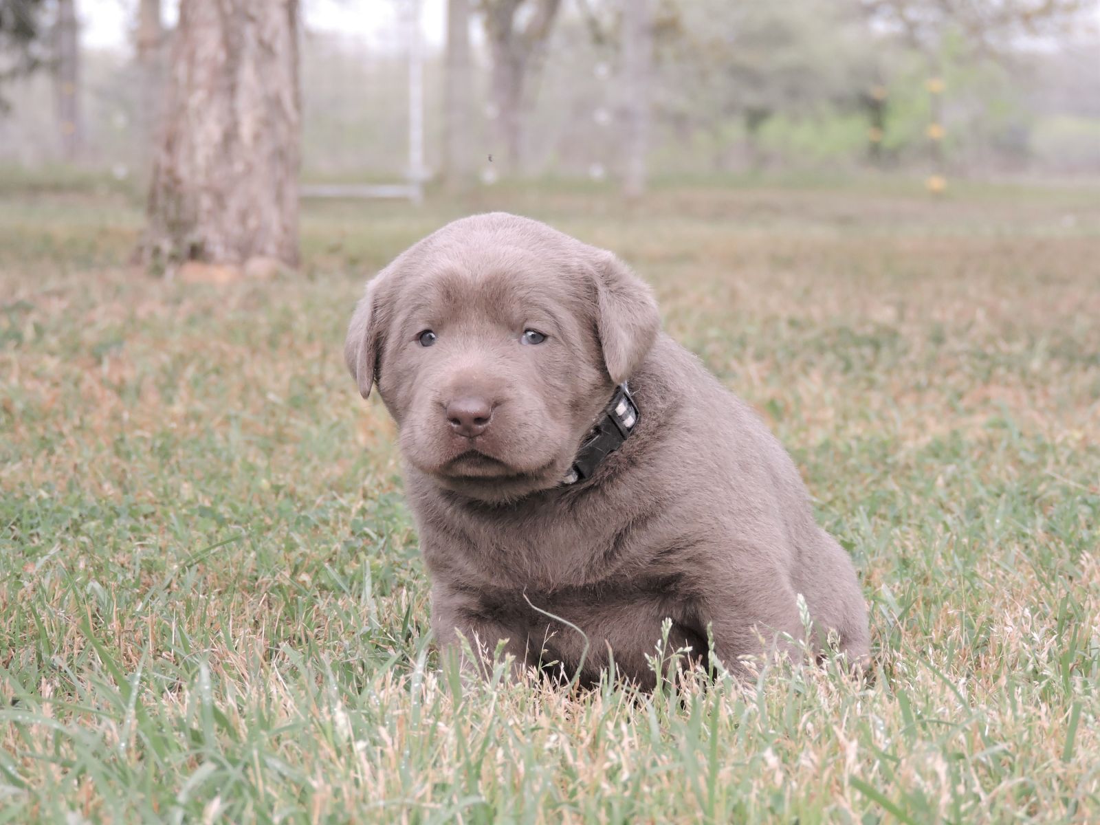 Silver Lab Puppies Bella LSF Black Plaid