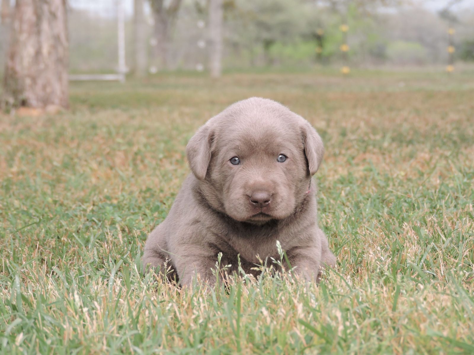 Silver Lab Puppies Bella LSF Pink Plaid