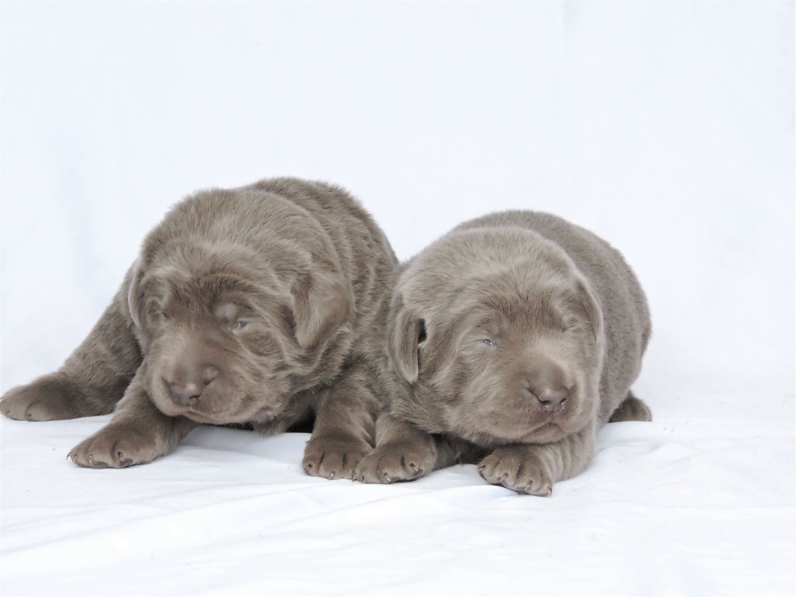 Silver Lab Puppies Bella LSF