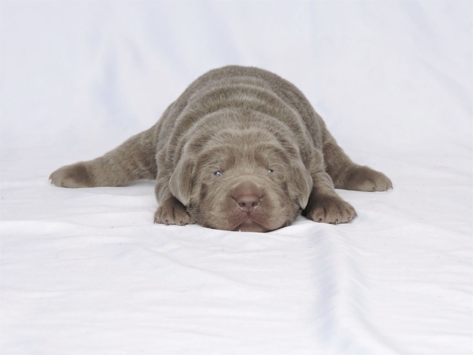 Silver Lab Puppies Bella LSM