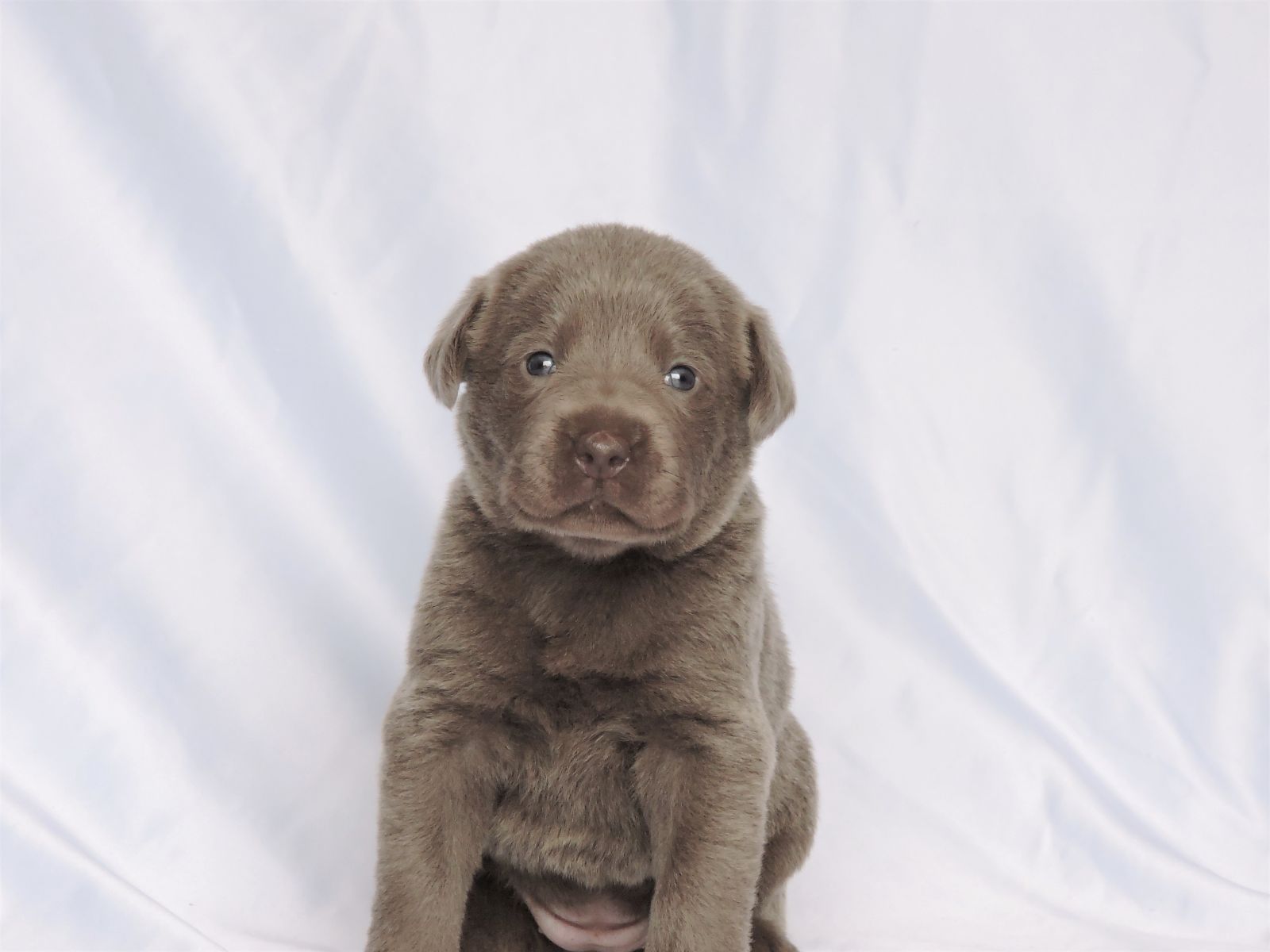 Silver Lab Puppies Rose LSF