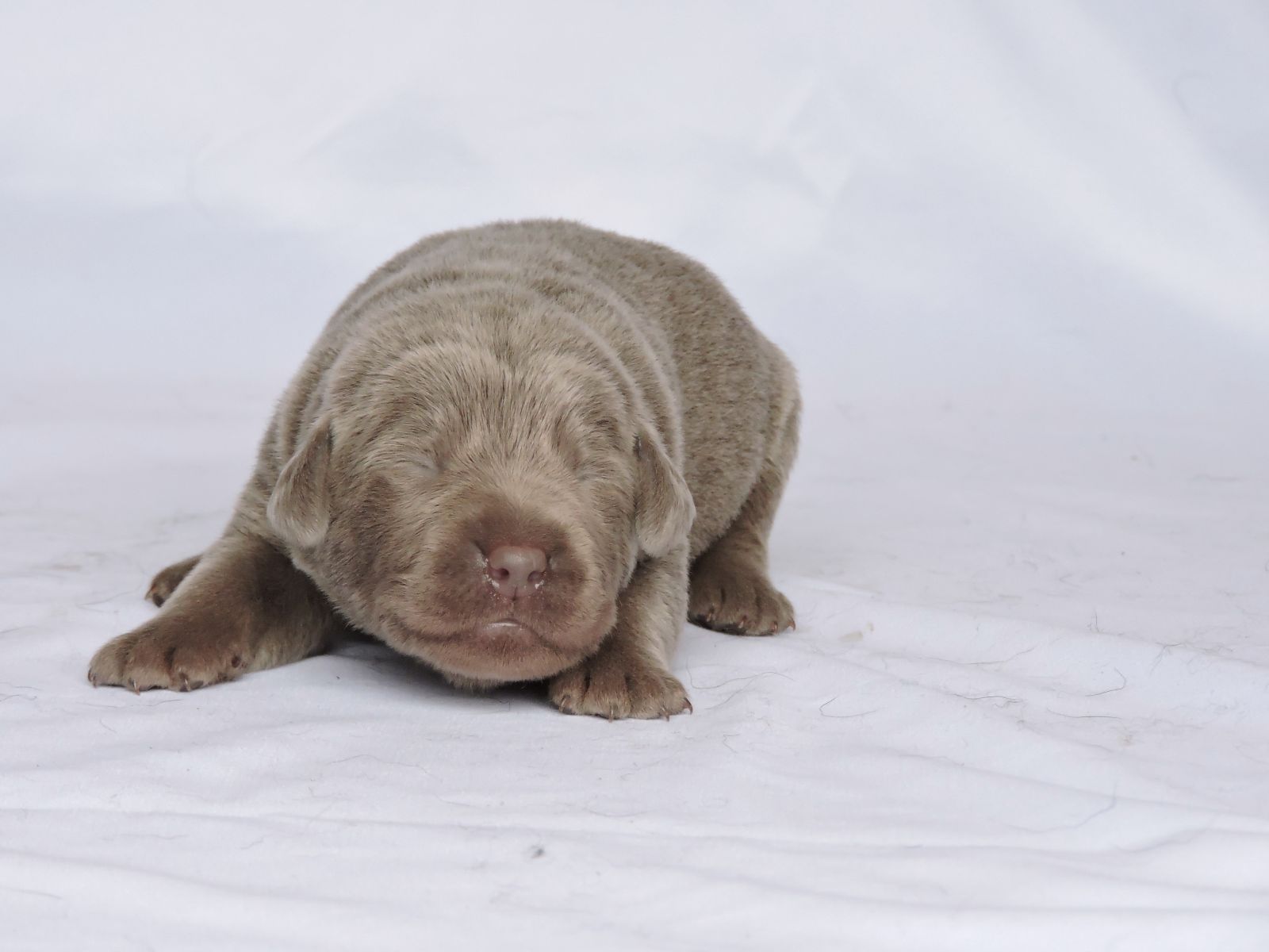 Silver Lab Puppies Rosebud LSF