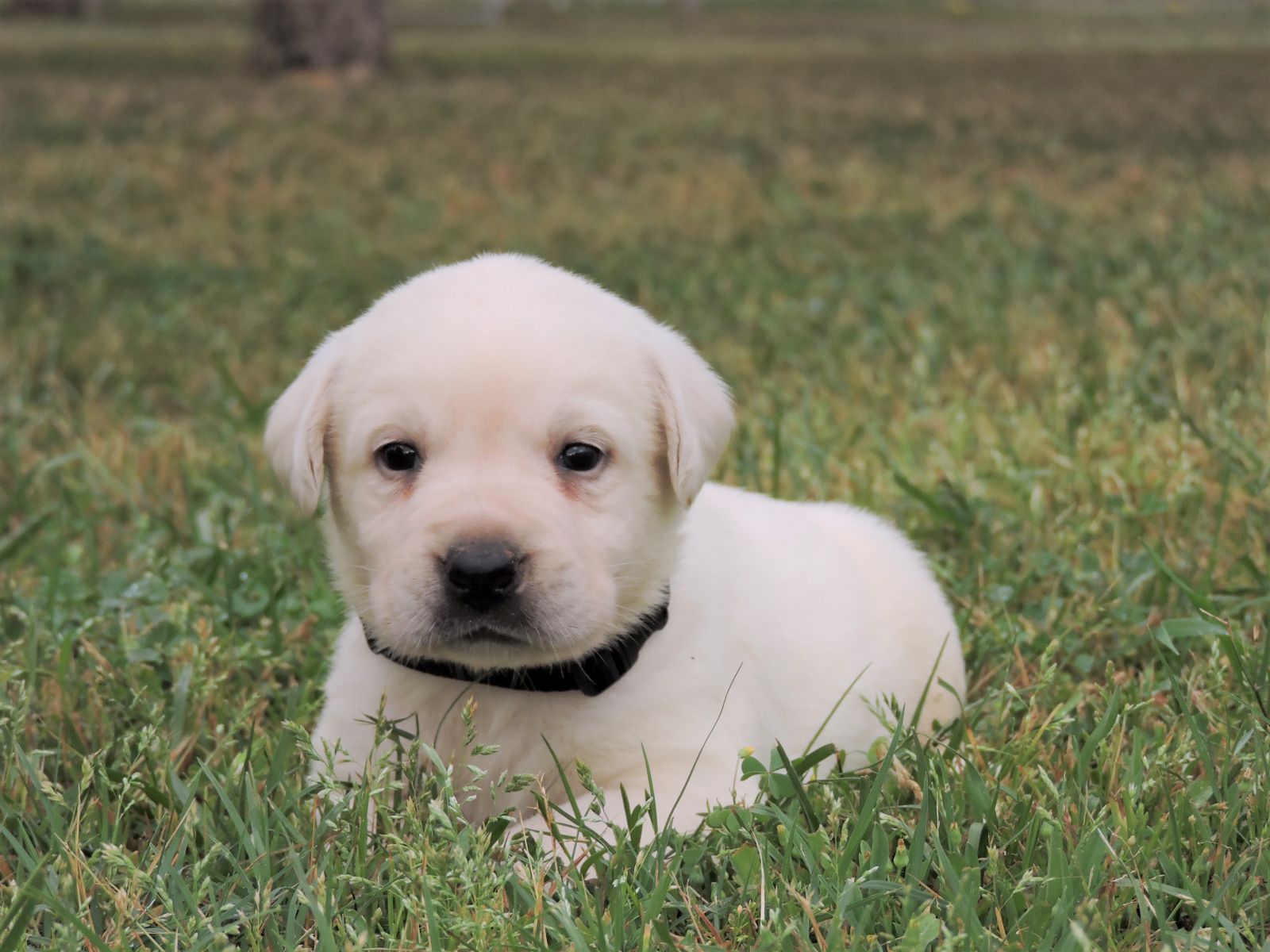Silver Lab Puppies V F Black