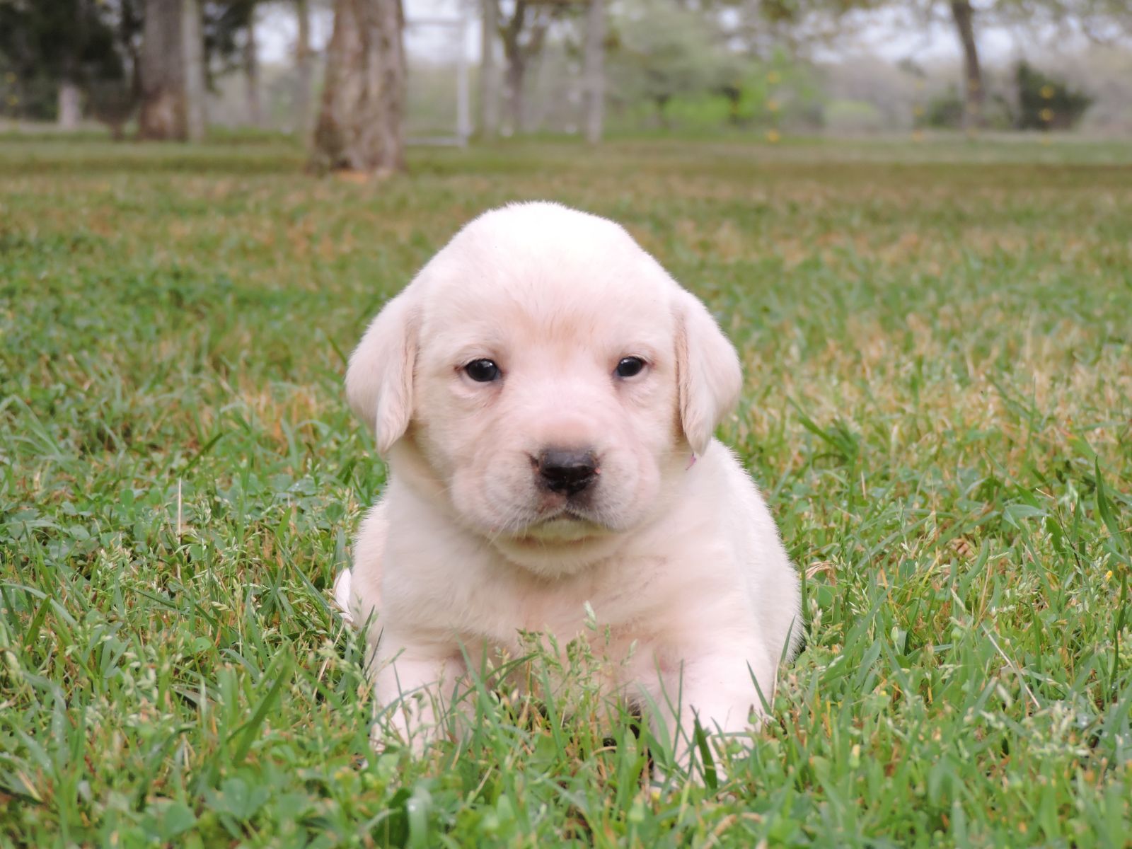 Silver Lab Puppies V F Dark Pink