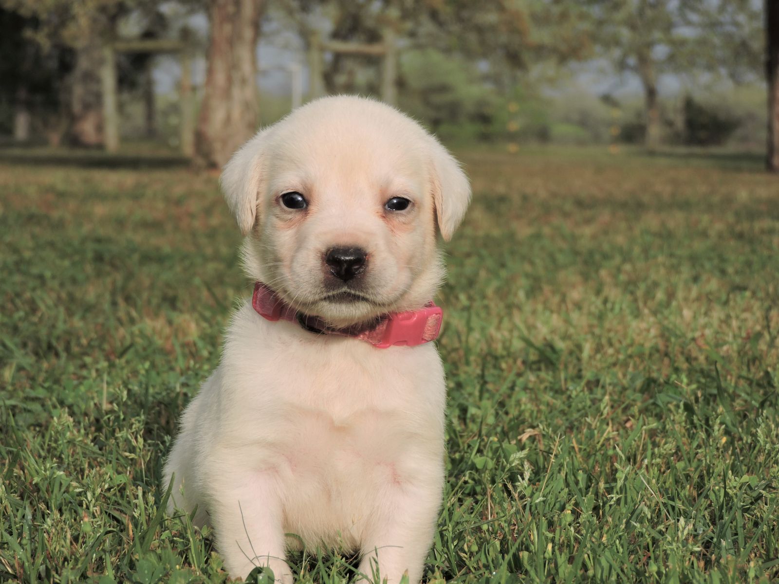 Silver Lab Puppies V F PPD
