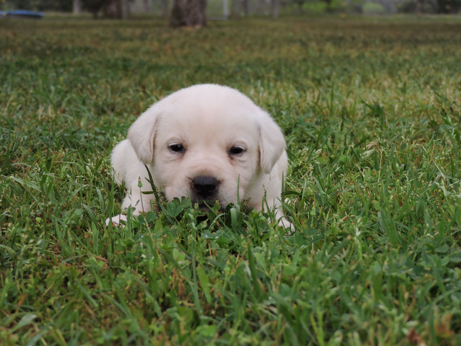 Silver Lab Puppies V F Red Paws