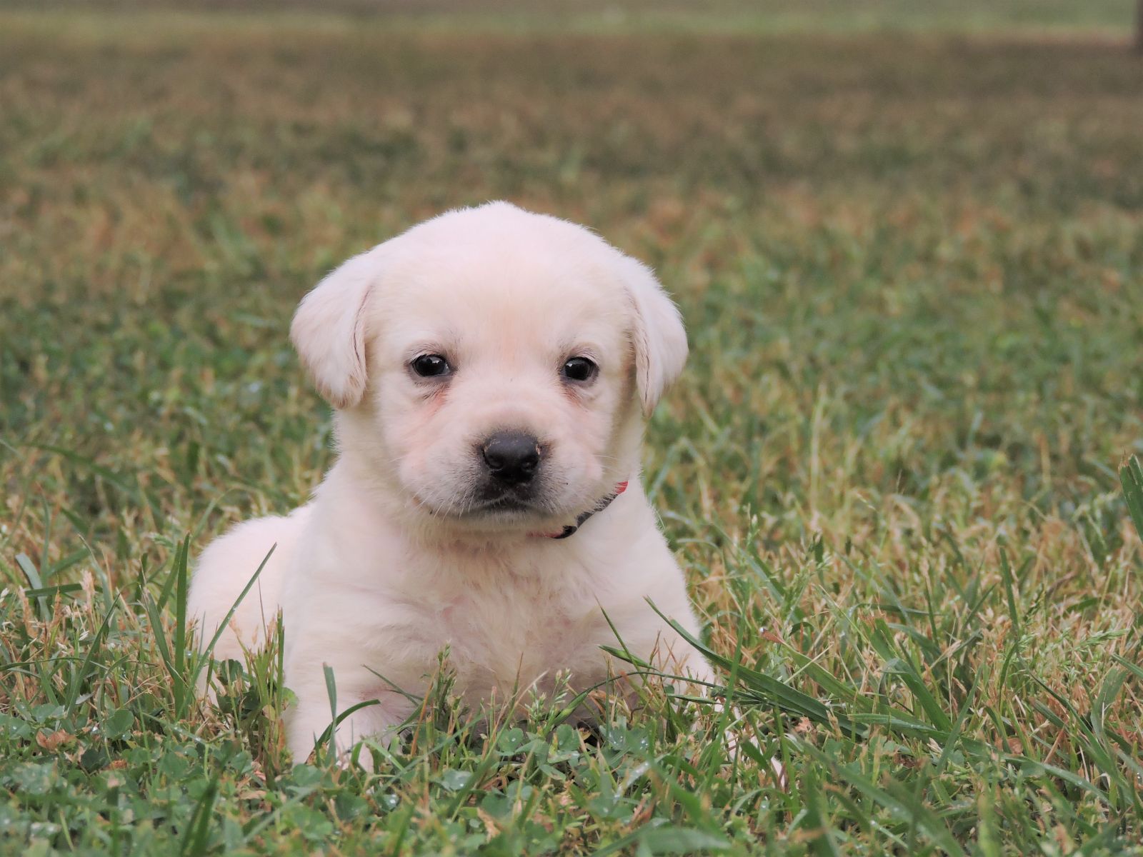 Silver Lab Puppies V F Red