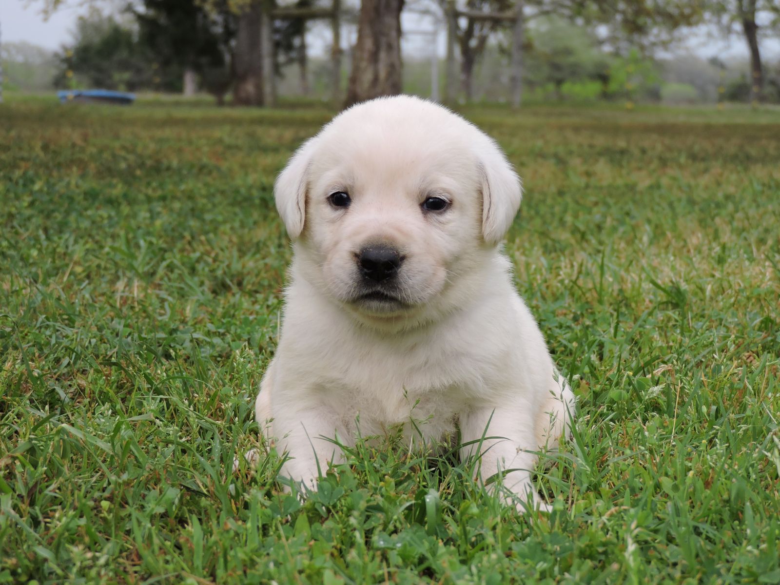 Silver Lab Puppies V M Blue