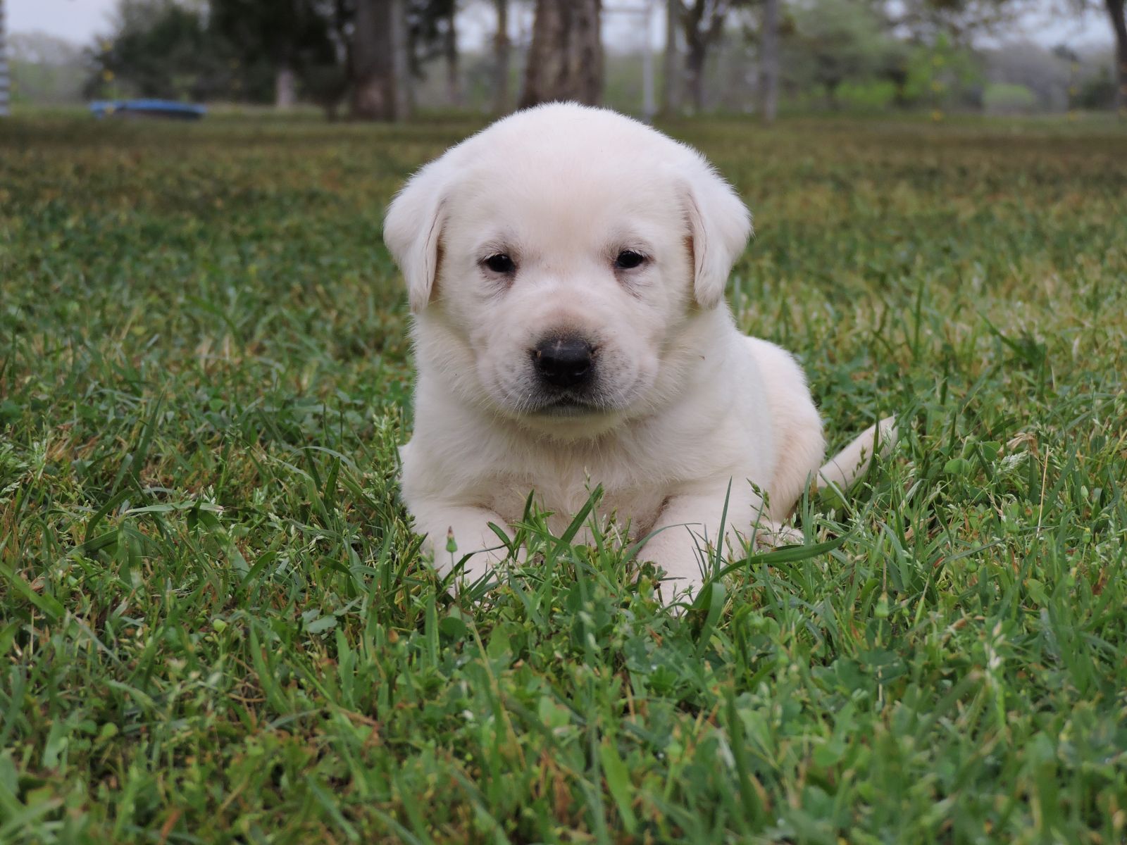 Silver Lab Puppies V M Green