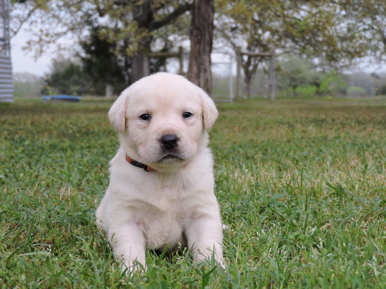 Silver Lab Puppies V M Orange