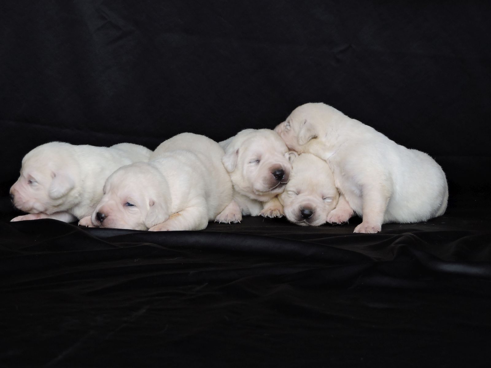 Silver Lab Puppies Vegas Females