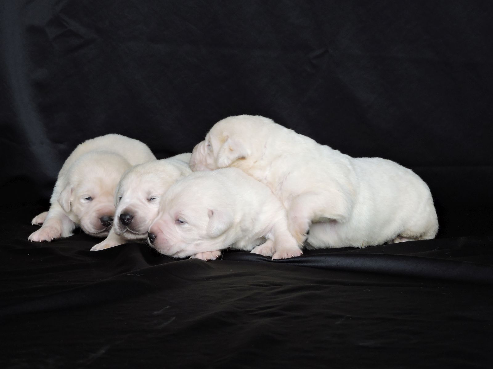 Silver Lab Puppies Vegas Males