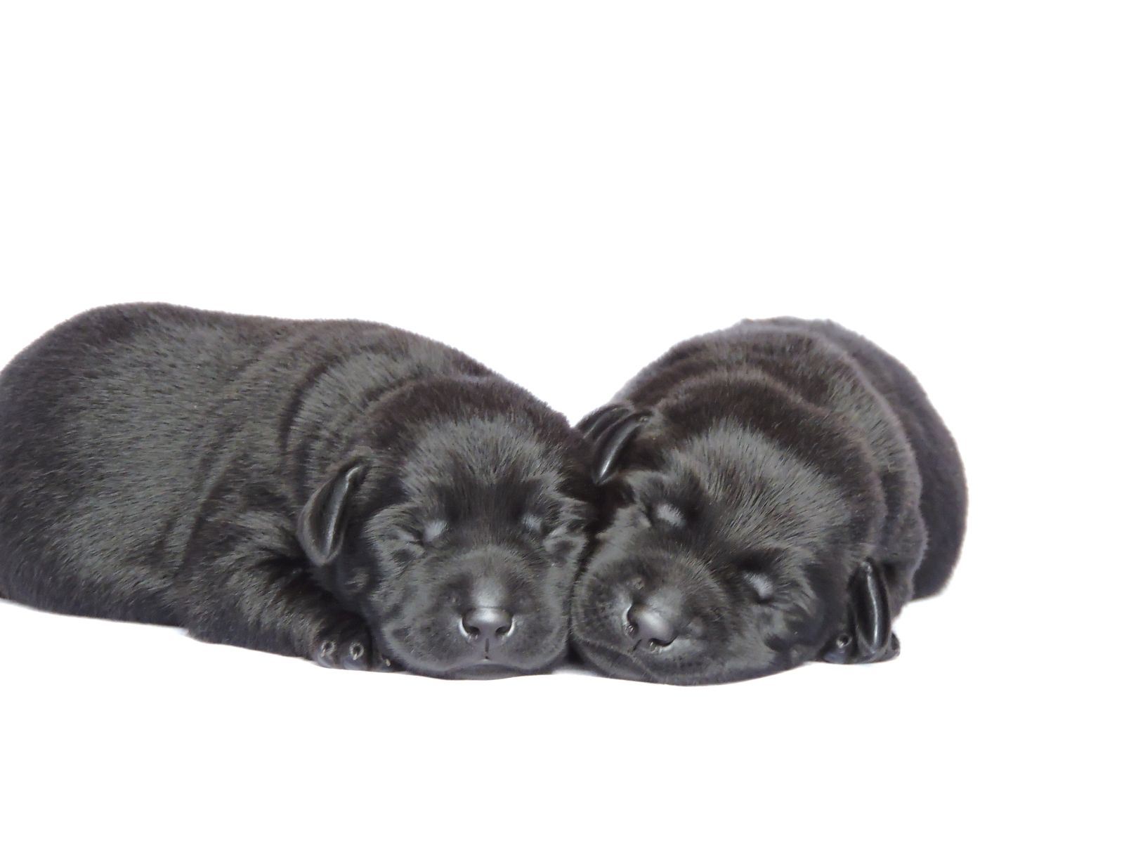 Silver Lab Puppies Willow Black Males