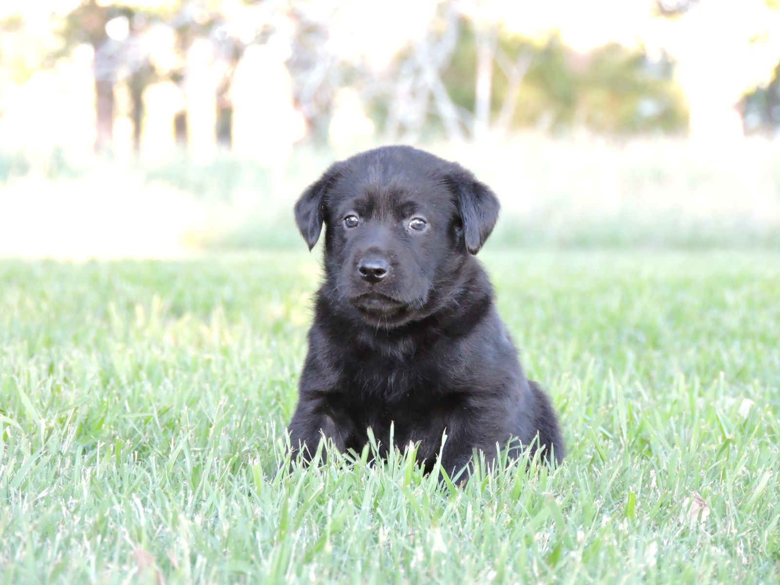Silver Lab Puppies Willow Blue