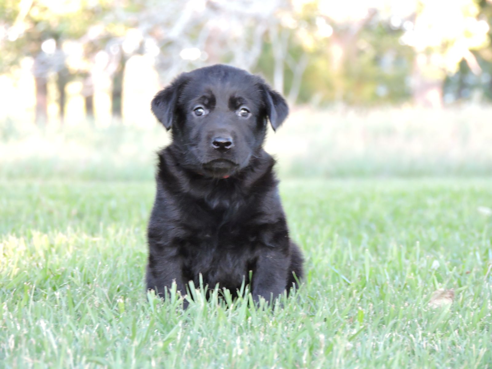 Silver Lab Puppies Willow Red