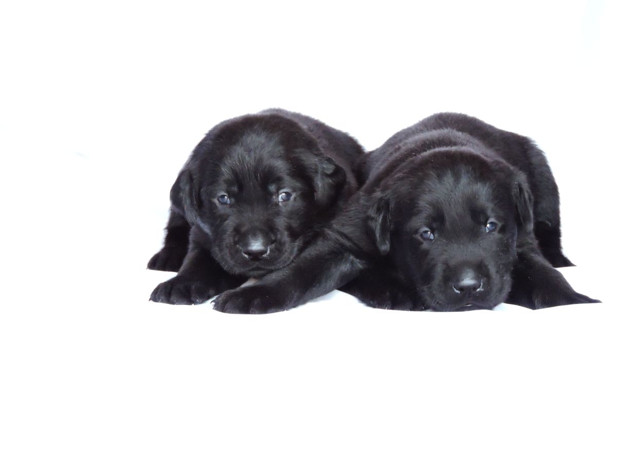 Willow Black Males