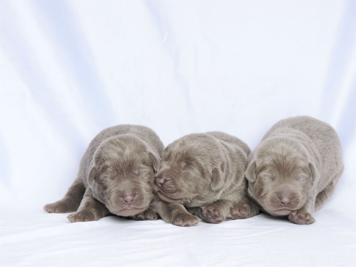Puppies for Sale 002