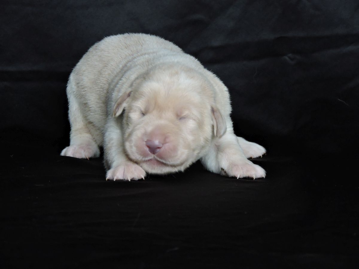 Puppy for Sale 001
