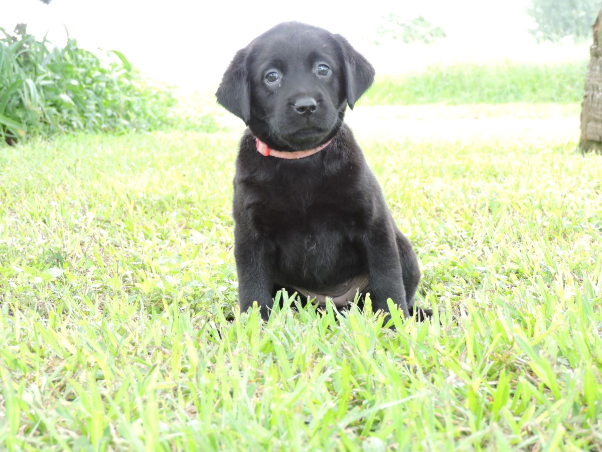 Silver Lab Puppys – Coco Black PPD