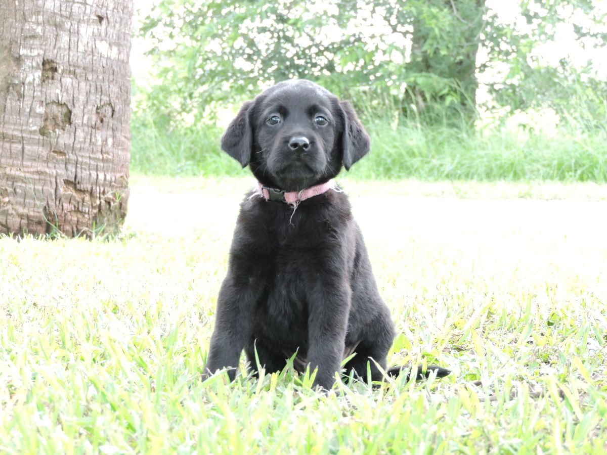 Silver Lab Puppys – Coco Black Purple