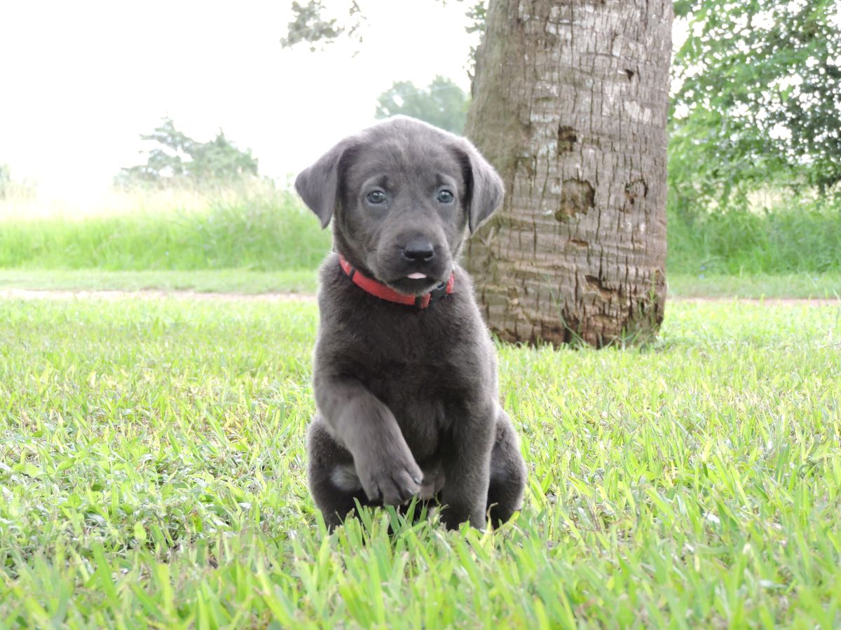 Silver Lab Puppys – Coco CF