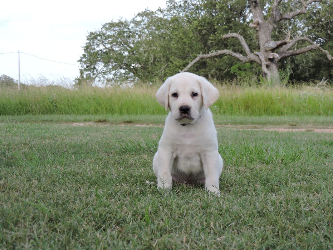 Lab Puppy for Sale Vegas Blue