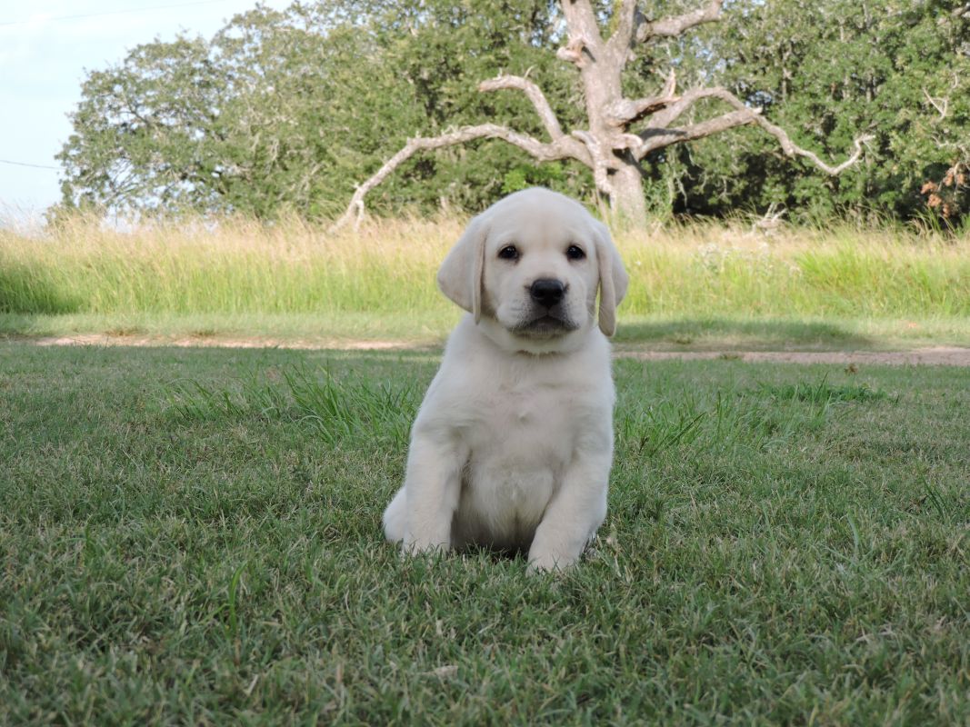 Lab Puppy for Sale Vegas Pink and Yellow