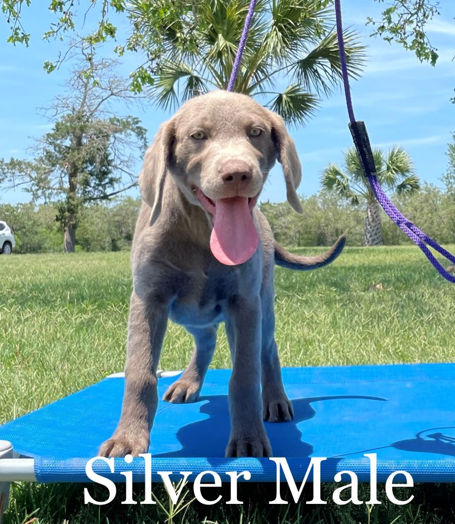 Puppy for Sale 01
