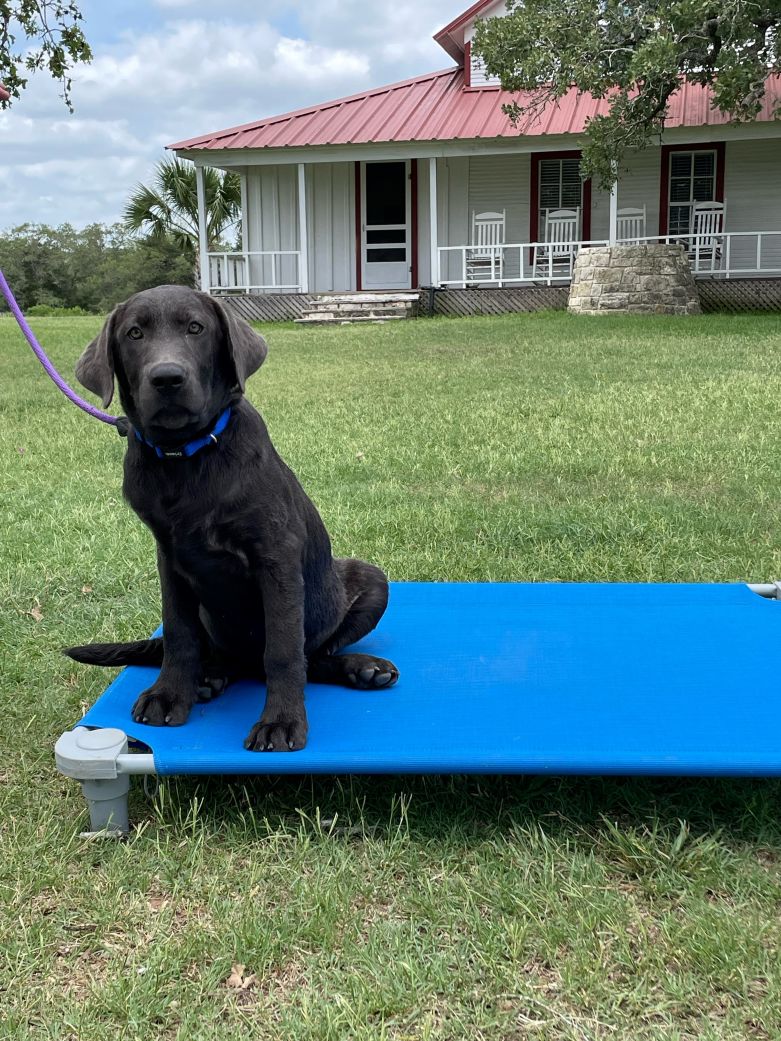 Puppy for Sale 02