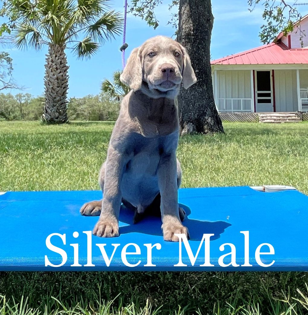 Puppy for Sale 02
