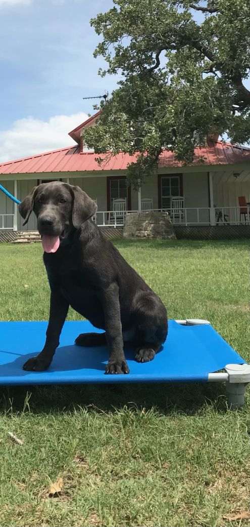 Puppy for Sale 03