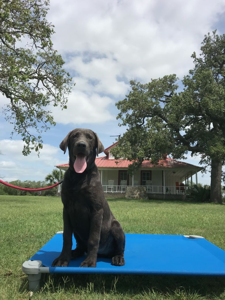 Puppy for Sale 04