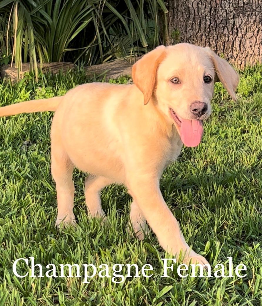 Puppy for Sale 04