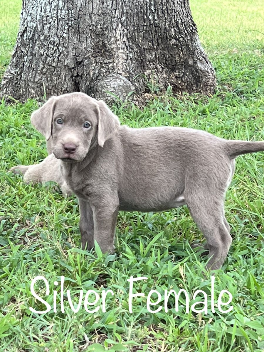Lab Puppies 01
