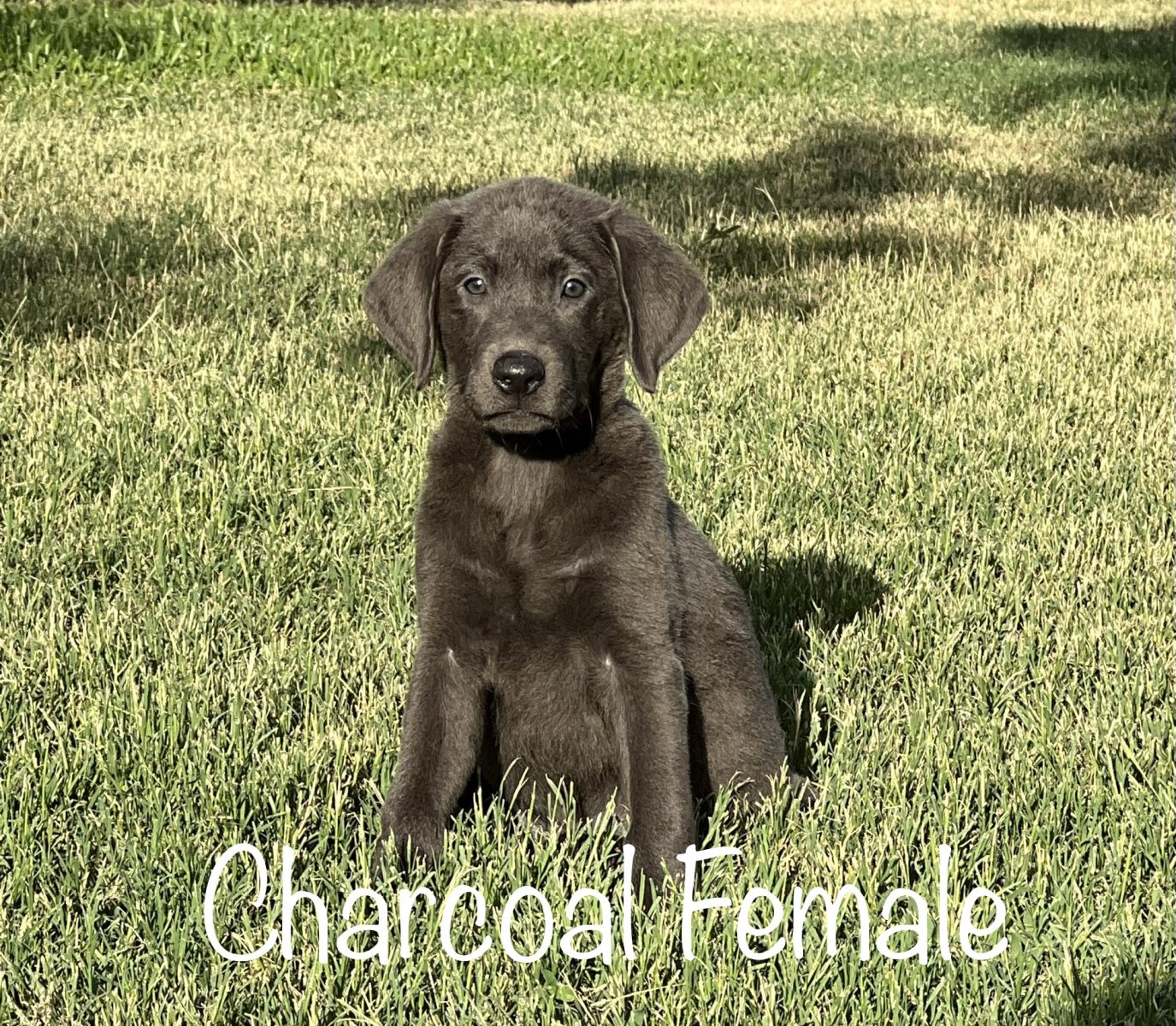 Lab Puppies 02