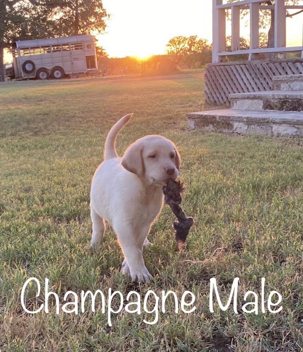 Lab Puppies 04